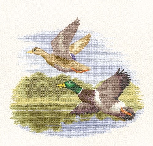 FFDF651 - Mallard Ducks in Flight