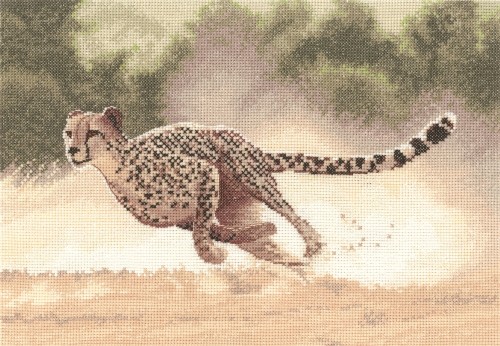 PGCH617 - Cheetah