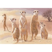 PGMK639 - Meerkats