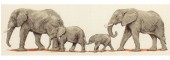 PCE732 - Elephant Stroll