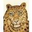 BK1188 - Amur Leopard Twilight Cross Stitch Kit