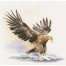 FFEF481 - Eagle in Flight