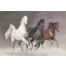 PGWH1022 - Wild Horses